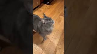 Talking Maine Coon Cat  Blue Tabby Manny mainecoon [upl. by Elinet]