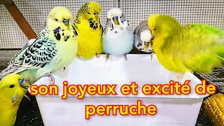 son joyeux et excité de perruche  vos oiseaux seront heureux avec ce son [upl. by Casi]