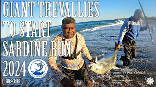 SARDINE RUN 2024  Giant trevallies at Port Shepstone [upl. by York]