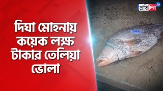 Digha fishermen got Telia bhola fish worth several lakhs  Sangbad Pratidin [upl. by Aihtennek]