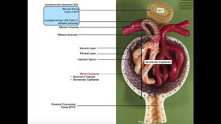 The Renal Corpuscle Glomerulus and Blood Filtration [upl. by Naujit]