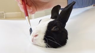 How to paint a rabbit [upl. by Enawd]