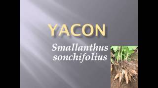 Pronunciation Picture and Scientific name of vegetable YACON [upl. by Cathyleen]