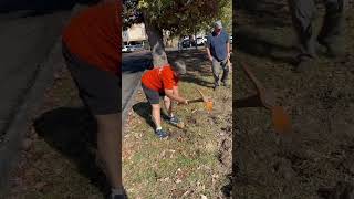 The Silver Spring Garden Club planted 1500 daffodil Bulbs at Jesup Blair Park on Veterans Day [upl. by Niwhsa]