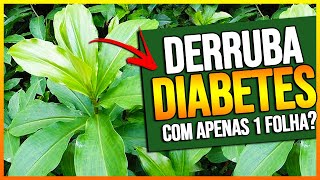 7 PLANTAS QUE DERRUBAM O DIABETES MÉDICO REVELA MELHORES CHÁS PARA DIABETES [upl. by Lorenza]