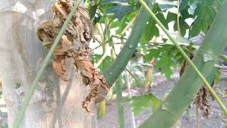 How To Grow Papaya From Papaya🌱Plant🌿Branches In Hindi Video4k papaya papayafruit papayafarming [upl. by Ahseiat]