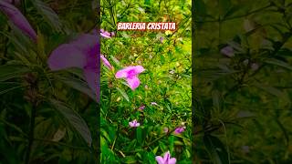 Barleria Cristataflower flowers flowerphotography floweroftheday flowerlovers [upl. by Sheridan]