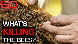 The fight to save bees from extinction  60 Minutes Australia [upl. by Acinahs]