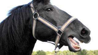 Percheron Mare Neighing [upl. by Enerak603]