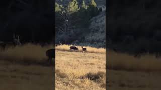 Large rutting mule deer buck Early rut [upl. by Atilrak]