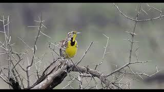 Western Meadowlark singing [upl. by Notlil]