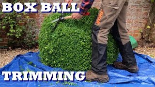 Box ball trimming Topiary [upl. by Sisson]