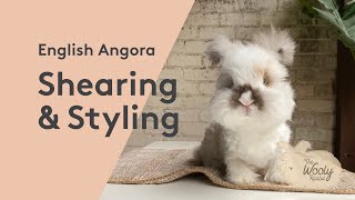 English Angora Rabbit Shearing amp Styling [upl. by Sully720]