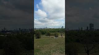 The view of London from Primrose Hill 2 Shorts [upl. by Garrot]