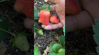 Daily strawberry harvesting [upl. by Finstad]