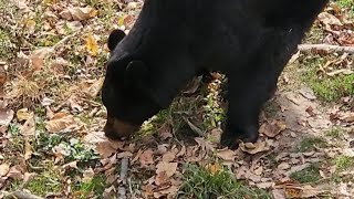 Black bear finds a snack [upl. by Boffa]