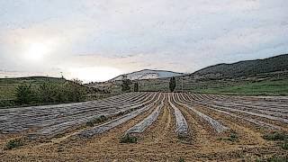 EspÃ¡rrago de Navarra recolecion y envasado a mano Conservas Serrano [upl. by Hynes]