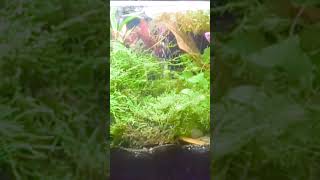 10 gallon overcrowded community planted tank [upl. by Gunas]