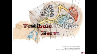 Vestibulo cochlear nerve CN 8 Anatomy free lecture notes Anatomy Shortcut MBBS BDS [upl. by Eachern197]