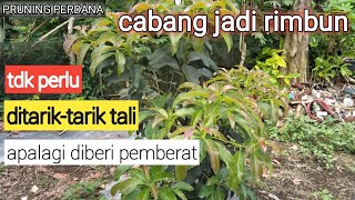 CARA PRUNING DIAWAL PERTUMBUHAN ALPUKAT tunasbaruAlpukattaeh [upl. by Si613]