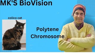 Polytene Chromosome [upl. by Miner]