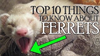 TOP 10 THINGS YOU NEED TO KNOW ABOUT FERRETS 2018 Not Clickbait [upl. by Aivital]