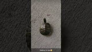 Fastest Tortoise EverTortoise running really fast [upl. by Yttak826]