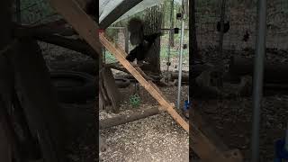 Cemani Hen Proves Hens Can CROW  Watch Now [upl. by Bultman]