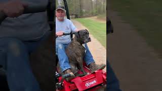 Me and the Dozier cutting grass [upl. by Elbys]