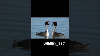 Great crested grebes courtship dance ❤️ [upl. by Windham]