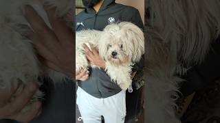 Dog lovers ytshorts shortvideo [upl. by Hooge]