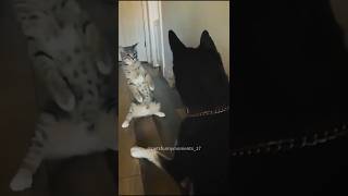 Dog vs cat so funny 😂😂😂 shortsvideo monkey funnypets animals shortsvideo shortvideo funnyanim [upl. by Lockwood]