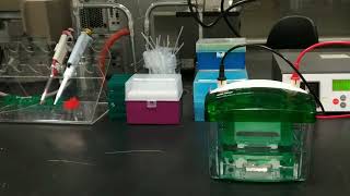 Introduction to Polyacrylamide gel electrophoresis PAGE for Oligonucleotides [upl. by Lochner]