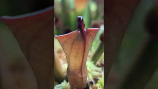 Heliamphora ionasi x pulchella BCPRSC This is the plants very first adult pitchers Gorgeous [upl. by Philipp475]