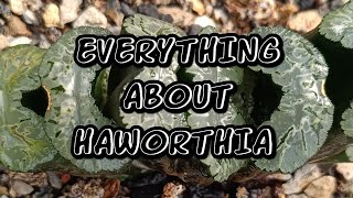 Everything about Haworthia [upl. by Xyno]