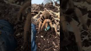 My big girl and her horn worm Aphonopelma chalcodes Arizona blonde [upl. by Asiluj]