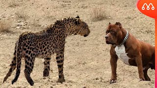 LEOPARDO vs PITBULL QUEM VENCE ESSA BATALHA [upl. by Elisabet]