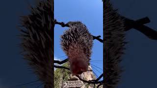 Hangout with a prehensiletailed porcupine shorts [upl. by Murdoch]