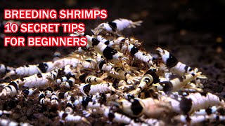 Secrets of breeding CARIDINA SHRIMP  10 tips for beginners breeding shrimps [upl. by Keelby575]