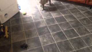 Cairn terrier barking at toy rat [upl. by Allenod]