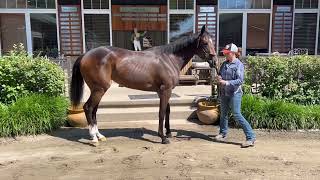 WPT’s new Solomini filly granddaughter of Curlin 😍 [upl. by Nibor]