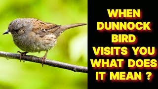 WHEN DUNNOCK BIRD VISITS YOU WHAT DOES IT MEAN [upl. by Nadirehs398]