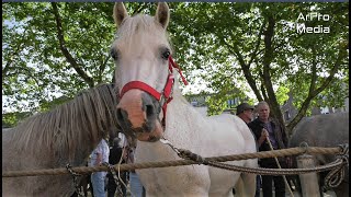 Bemmel  Ponymarkt  2023 [upl. by Lahcim202]