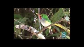 Geoambiente con María Falcón  Las aves de Puerto Rico  Parte I [upl. by Punak107]