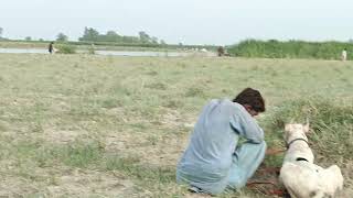 Suar ka Shikar in Sakrand best hunting dogs Pig Shikar kute Bully Breed hunting season [upl. by Esiouqrut]