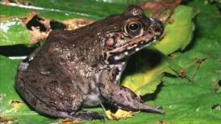 Rana hecksheri  River frog [upl. by Alenas239]