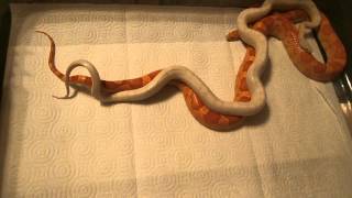 Corn Snake Breeding Behavior Part 2 [upl. by Merna]