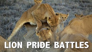 FIGHT FIGHT FIGHT 🦁🥊 Lion Pride Battles Intruder [upl. by Oek]