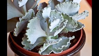 Cotyledon Undulata House Plant [upl. by Strenta]