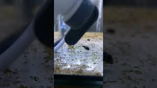 Растёт астронотус cichlid tank aquarium nature ants [upl. by Inesita]